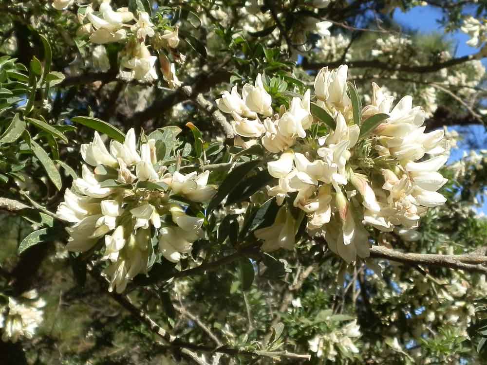 Chamaecytisus proliferus (L.f.) Link - Canarie